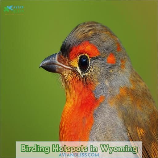 Birding Hotspots in Wyoming