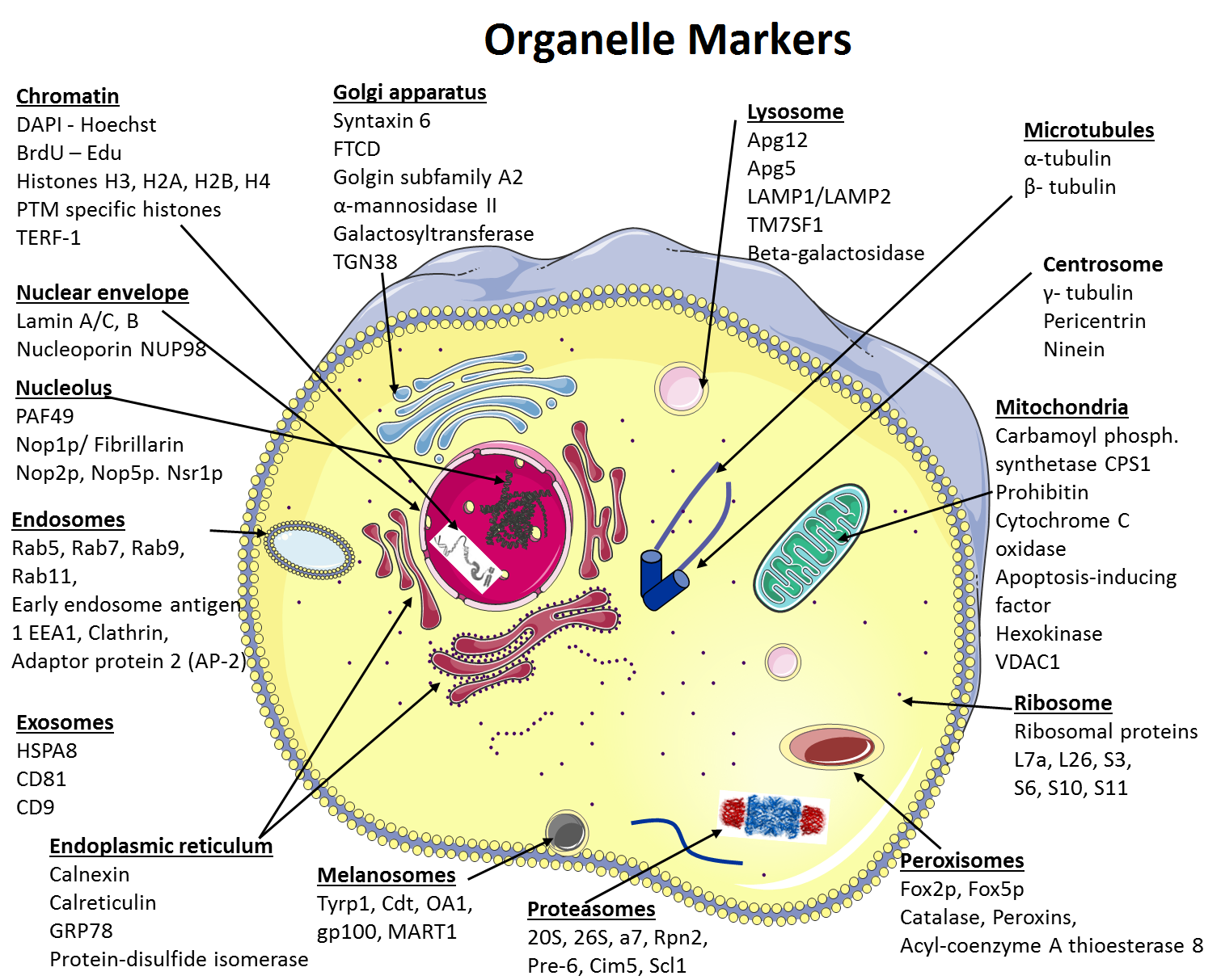 Organelles And Functions Chart