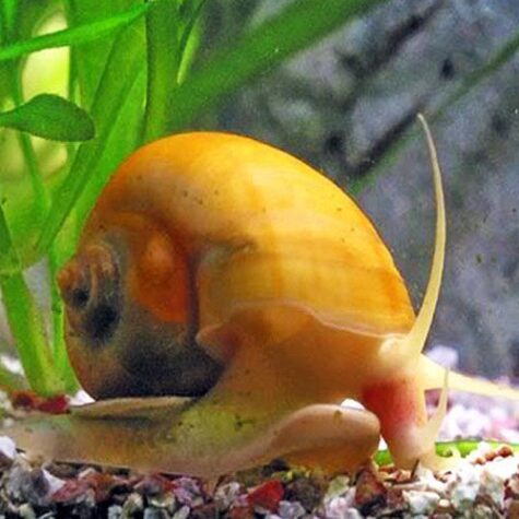 Algae Eating Honey Gem Bush Grazer Snail