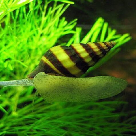 Assassin Snail