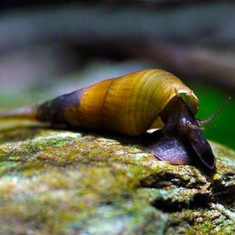 Chopstick Snail