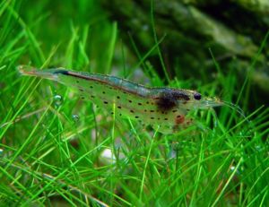 Freshwater Amano Shrimp