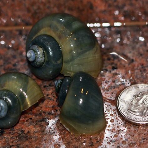 Indigo Bush Grazer Snail