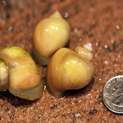 Ivory Bush Grazer Aquatic Pond Snail