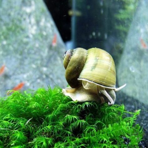 Japanese Trap Door Aquatic Pond Snail