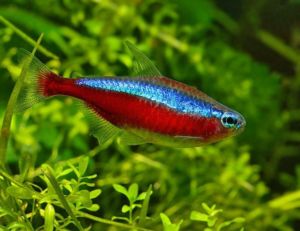 Cardinal Tropical Tetra - Tank-Raised