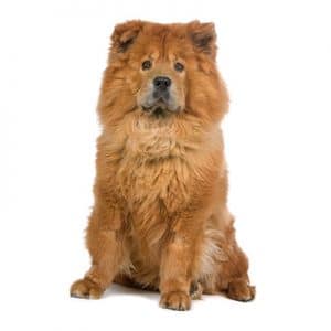 Chow Chow