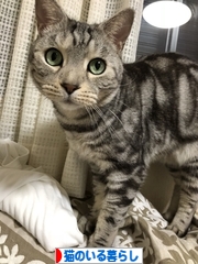 にほんブログ村 猫ブログ 猫のいる暮らしへ