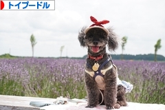 にほんブログ村 犬ブログ トイプードルへ