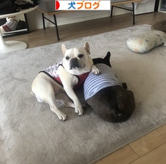 にほんブログ村 犬ブログへ