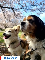 にほんブログ村 犬ブログ キャバリアへ