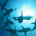 Shark Dive Nassau