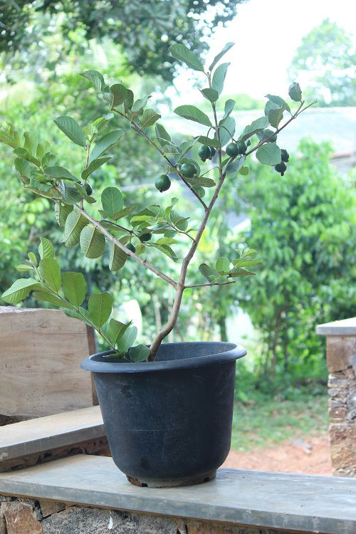 Requirements for Growing Guava Tree in a Pot