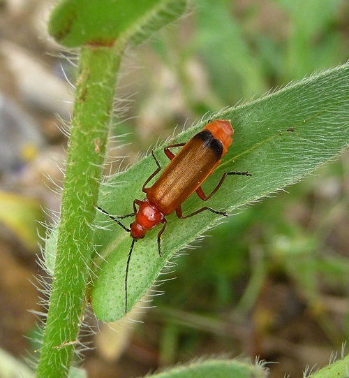 Beneficial Insects in Your Garden That You Should Not Kill