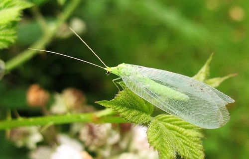 Most Beneficial Garden Insects