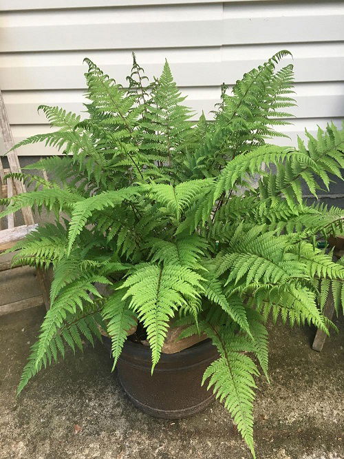 amazing Partial Shade Perennials