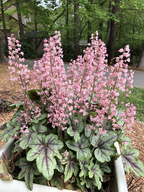 beautiful Partial Shade Perennials 5