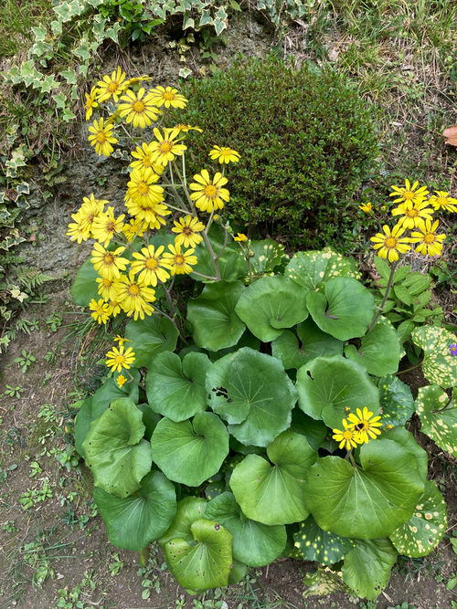 lovely Partial Shade Perennials plant 