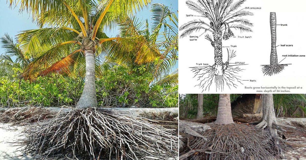 How Deep are Palm Tree Roots? Palm Tree Root System Diagram and Inform