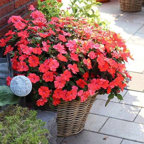 Growing Sunpatiens