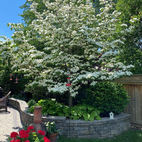  Different of Dogwood Tree Varieties in garden 