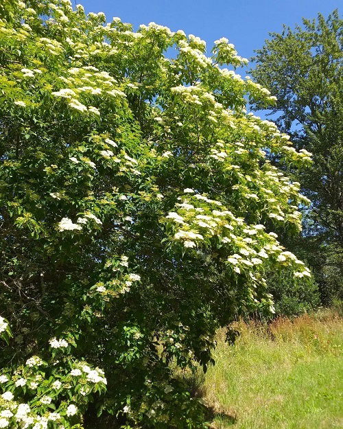 Different Types of Dogwood Tree Varieties 