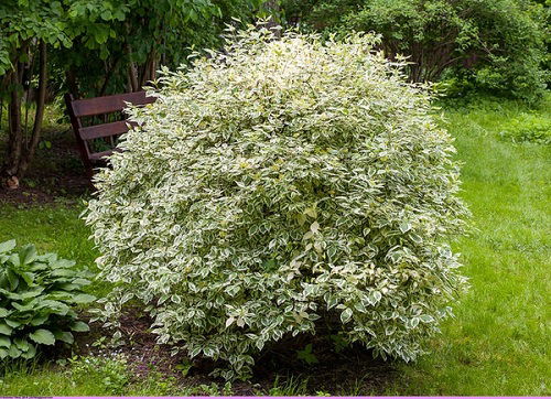 Different Types of Dogwood Tree Varieties in yard