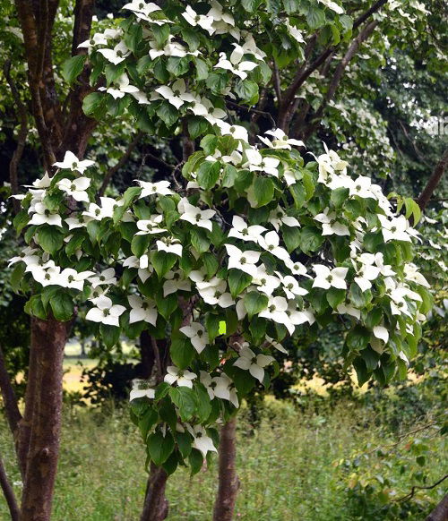  Different Types of Dogwood Tree Varieties in yard