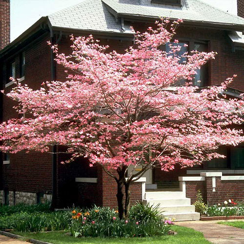 best Different Types of Dogwood Tree Varieties 17