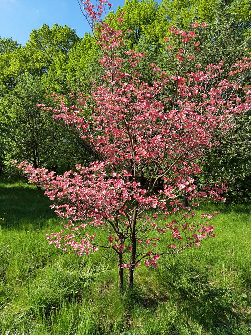 Different Types of Dogwood Tree Varieties