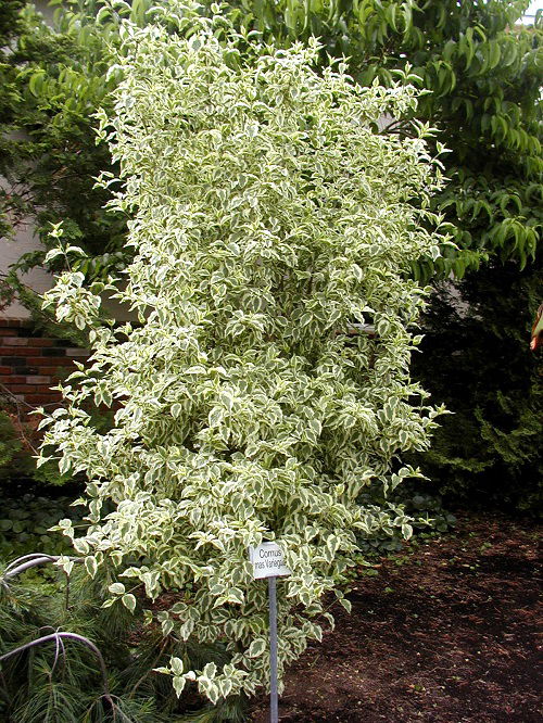 Different Types of Dogwood Tree Varieties 20