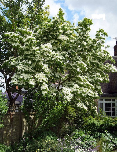 best Different Types of Dogwood Tree Varieties