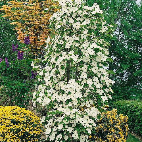 top best Different Types of Dogwood Tree Varieties 23