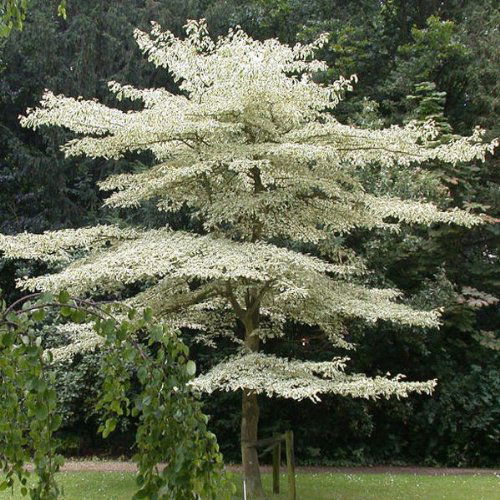 beautiful  Types of Dogwood Tree Varieties in yard