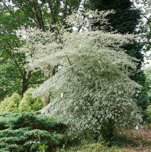  Different Types of Dogwood Tree 