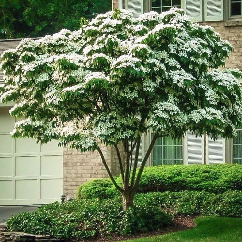 lovely Different Types of Dogwood Tree Varieties 5