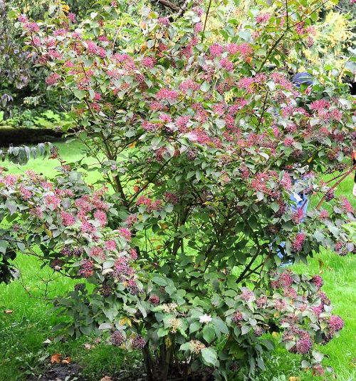 top  Different Types of Dogwood Tree Varieties in garden