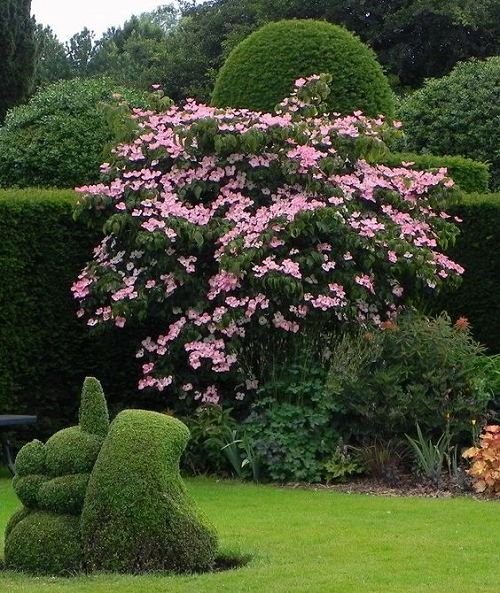  beautiful Different Types of Dogwood Tree Varieties 