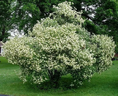 Different Types of Dogwood Tree Varieties 7