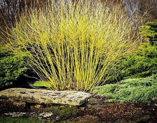  Different Types of Dogwood Tree Varietie in water garden