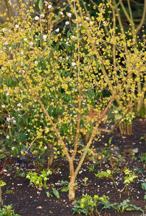  beautiful Different of Dogwood Tree Varieties