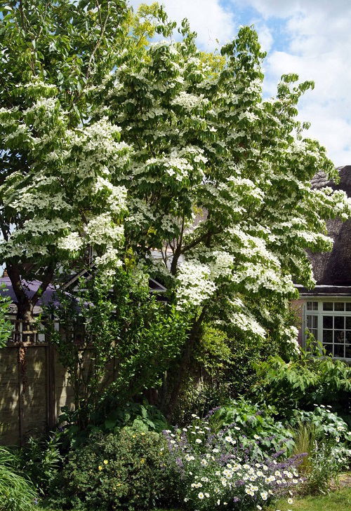 various varieties of dogwood trees
