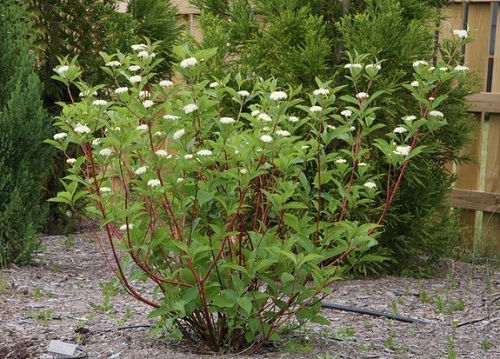 Different Types of Dogwood Tree Varieties 