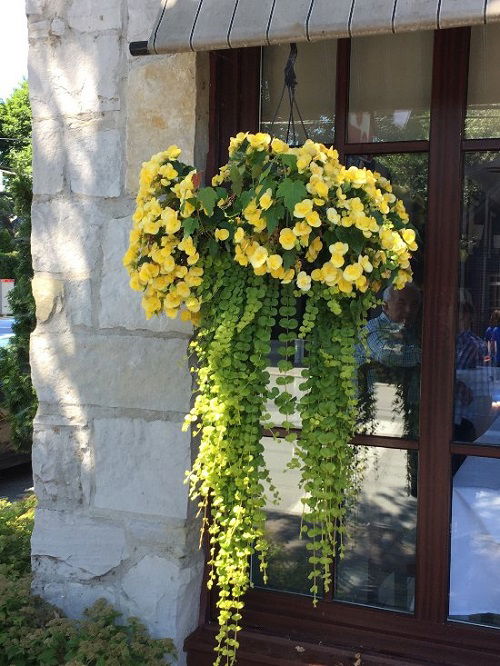 Shade in Parts for Perennial Plants hanging 