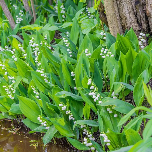 beautiful Shade in Parts for Perennial Plants 