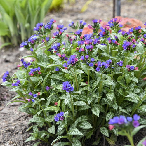 Partial Shade Perennials plant 