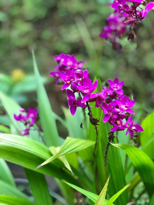 Best Partial Shade Perennials19