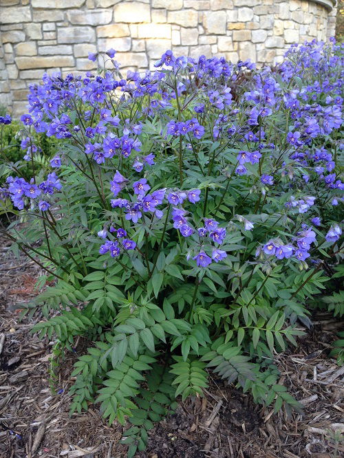 lovely Plants that require partial shade 