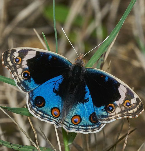 Types of Purple Butterflies African Species