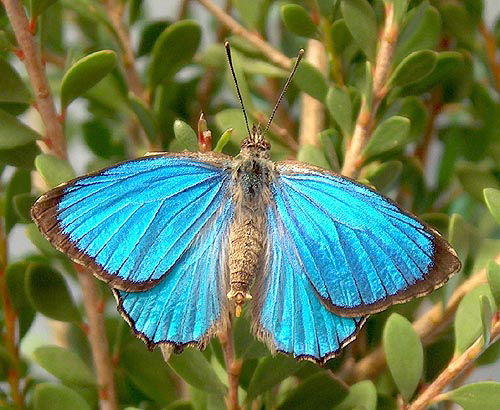 beautiful Types of Purple Butterflies Australian Species